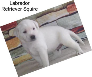 Labrador Retriever Squire