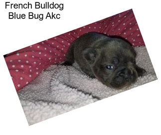 French Bulldog Blue Bug Akc