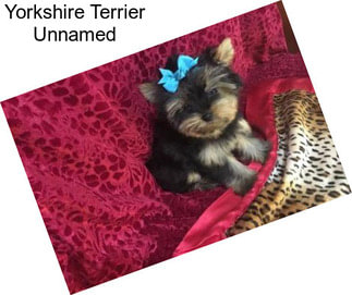 Yorkshire Terrier Unnamed