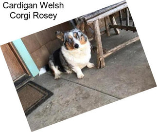 Cardigan Welsh Corgi Rosey
