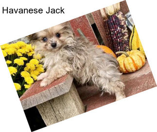 Havanese Jack