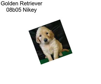 Golden Retriever 08b05 Nikey