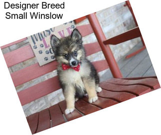 Designer Breed Small Winslow