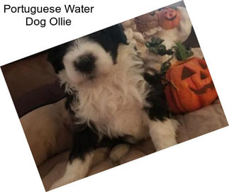 Portuguese Water Dog Ollie