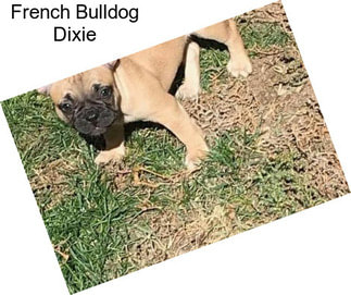 French Bulldog Dixie