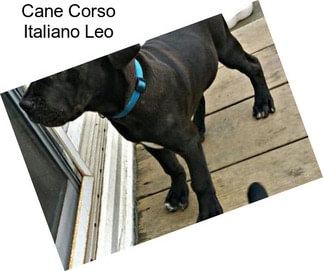 Cane Corso Italiano Leo