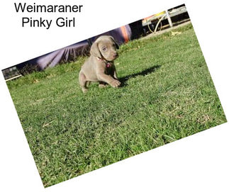 Weimaraner Pinky Girl