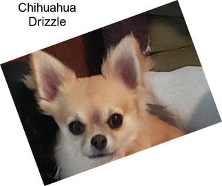 Chihuahua Drizzle