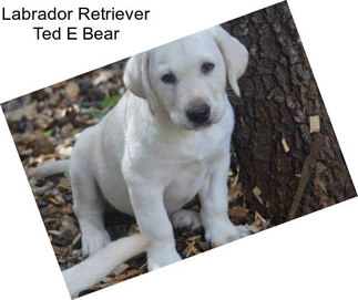 Labrador Retriever Ted E Bear