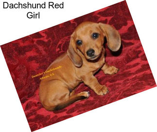 Dachshund Red Girl