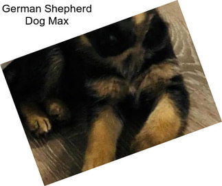 German Shepherd Dog Max