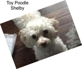 Toy Poodle Shelby