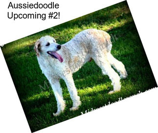 Aussiedoodle Upcoming #2!