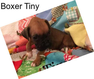 Boxer Tiny