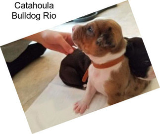 Catahoula Bulldog Rio