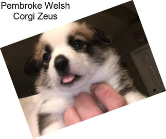 Pembroke Welsh Corgi Zeus