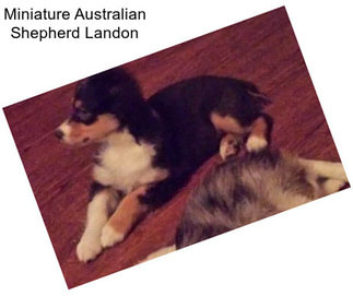 Miniature Australian Shepherd Landon