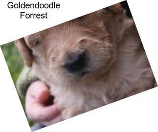 Goldendoodle Forrest