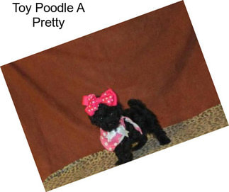 Toy Poodle A Pretty