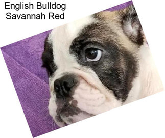 English Bulldog Savannah Red