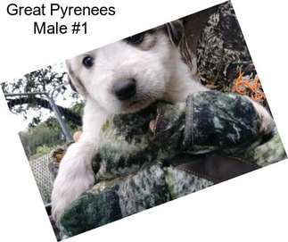 Great Pyrenees Male #1