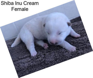 Shiba Inu Cream Female