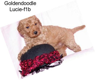 Goldendoodle Lucie-f1b