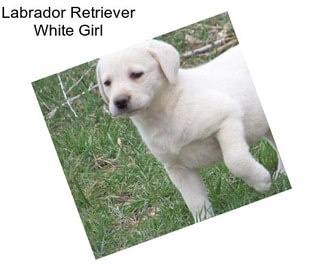 Labrador Retriever White Girl