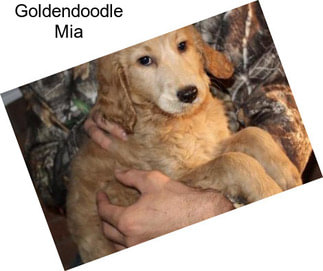 Goldendoodle Mia