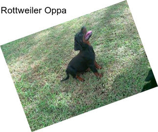 Rottweiler Oppa