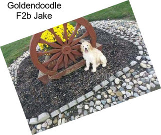 Goldendoodle F2b Jake