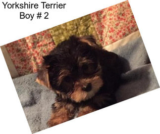 Yorkshire Terrier Boy # 2