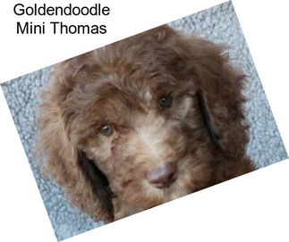 Goldendoodle Mini Thomas