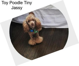 Toy Poodle Tiny Jassy