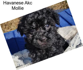 Havanese Akc Mollie