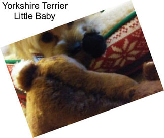 Yorkshire Terrier Little Baby