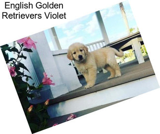 English Golden Retrievers Violet