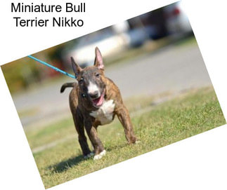 Miniature Bull Terrier Nikko