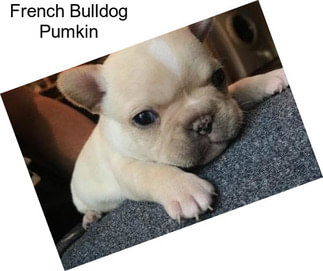 French Bulldog Pumkin