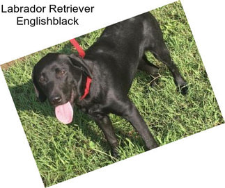 Labrador Retriever Englishblack