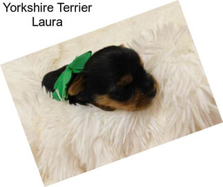 Yorkshire Terrier Laura