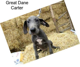 Great Dane Carter