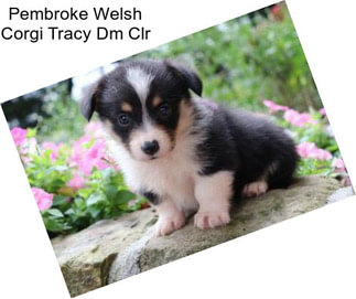 Pembroke Welsh Corgi Tracy Dm Clr