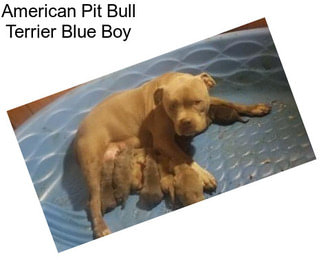 American Pit Bull Terrier Blue Boy