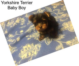 Yorkshire Terrier Baby Boy