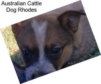 Australian Cattle Dog Rhodes