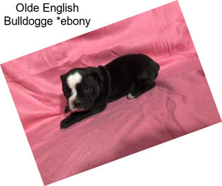 Olde English Bulldogge *ebony