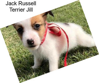 Jack Russell Terrier Jill