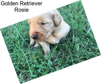 Golden Retriever Rosie