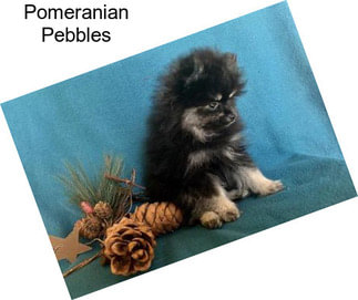 Pomeranian Pebbles